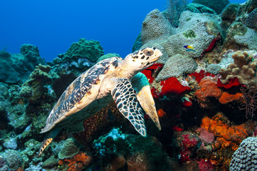 A hawksbill turtle is swimming alongside some vibrant coral and sponges on a reef in the caymans.
