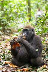 Western Lowland Gorilla - Gorilla gorilla Dzanga Sangha - Central African Republic - 216327452