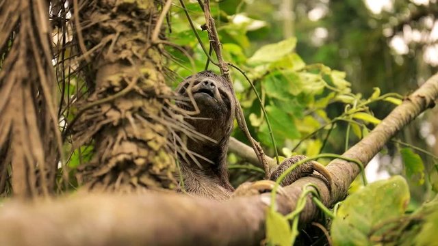 Faultier in einem Baum im Dschungel am Amazonas