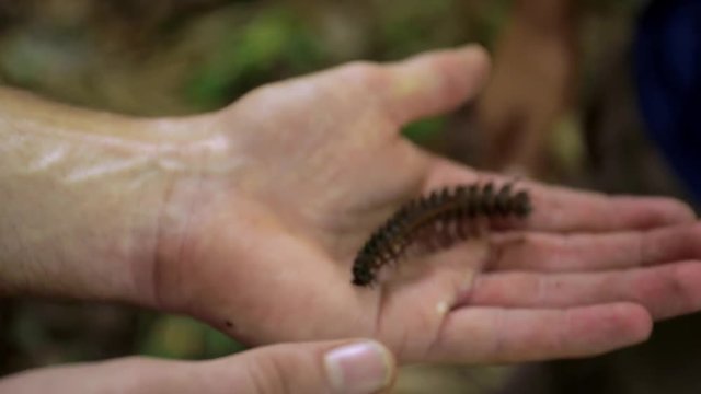 Tausendf&uuml;ssler auf einer Hand im Dschungel am Amazonas