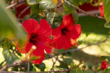 hibiscos 