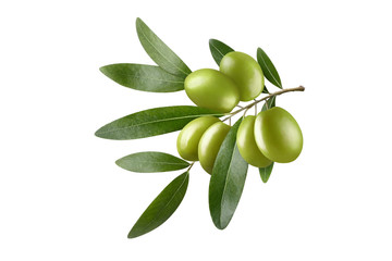 Olive branch with beautiful green olives, isolated on white background
