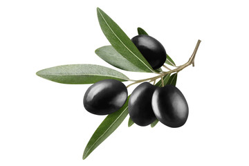 Olive branch with beautiful black olives, isolated on white background
