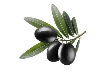 Olive branch with three black olives, isolated on white background