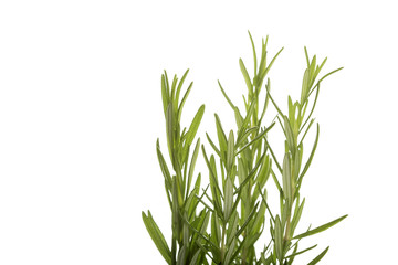 Rosemary fresh herb. White background.