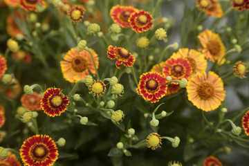Yellow and red Gaillardia flowers blooming in summer