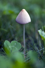 Grzybówka hełmiasta © Elżbieta