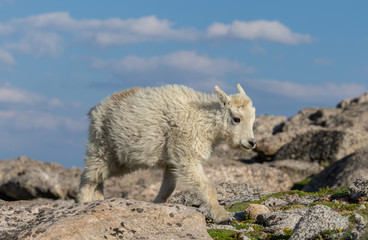 Cute Mountain Goat Kid