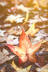 Close up of colorful autumn leaf lying on the ground next to more leaves wet by the rain and illuminated by sunlight on a cold and wet autumn day.
