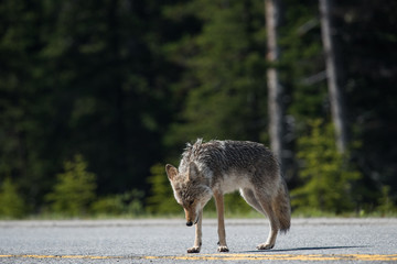 Hungry Coyote