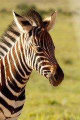 Fototapeta na wymiar Zebra baby standing alone