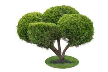 Beautifully cut bush on green grass against white background
