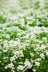 white small flowers close-up.Flower background. Top view