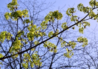 Beautiful blossoming maple on a background of a spring blue sky