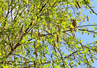Young birch earrings on a bright spring day