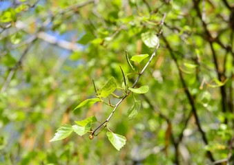 Young birch earrings on a bright spring day