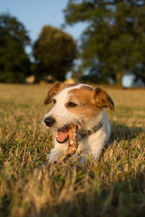 JACK RUSSELL DOG CHEWING A STICK LYONG DOWN ON GRASS SUNSET