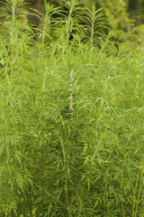 Leonurus sibiricus, commonly called honeyweed or Siberian motherwort, is an herbaceous plant species native to China, Mongolia, and Siberia.It is used as an alternative to marijuana.