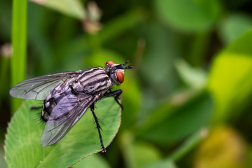 An image of a red eyed flesh fly perched on the edge of a green leaf.