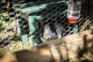 Bunny in a cage