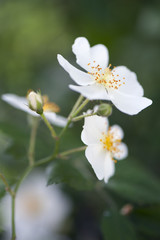 Obraz premium Dzika róża 2