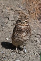 Burrowing Owl (Athene cunicularia) is a small, long legged owl found throughout North and South...