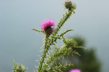 Doğadan Görüntüler