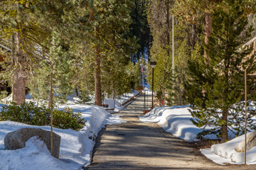 A Paved, Plowed Road Through Snowdrifts in the Forest, Sequoia National Park, California