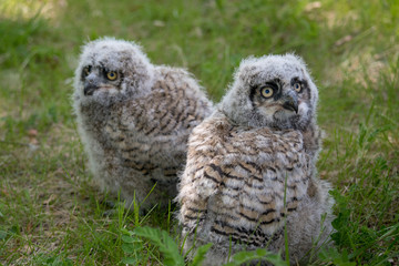 Baby Great Horned Owl (Bubo virginianus), also known as the tiger owl is a large owl native to the...