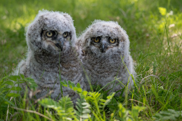 Baby Great Horned Owl (Bubo virginianus), also known as the tiger owl is a large owl native to the...