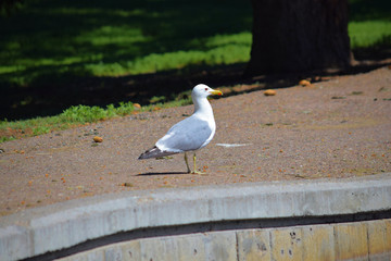 Seagull