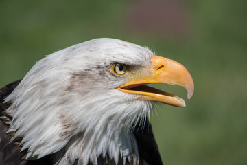 Bald Eagle (haliaeetus leucocephalus) is a bird of prey found in North America. 