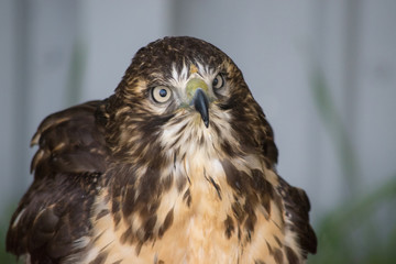 Juvenile Red Tail Hawk (Buteo Jamaicensis) is a bird of prey in North America. 