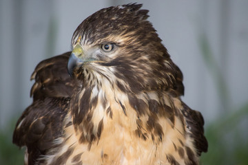 Juvenile Red Tail Hawk (Buteo Jamaicensis) is a bird of prey in North America. 