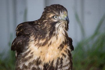 Juvenile Red Tail Hawk (Buteo Jamaicensis) is a bird of prey in North America. 