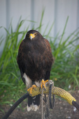 Harrier is a species of diurnal hawk placed in the Circinae sub-family of the Accipitridae family of birds of prey. 