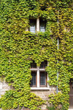 Leaded Glass Windows Obscured by Green Ivy in the Medieval Village of Perouges, France