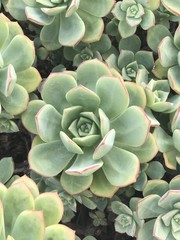 Green Flower