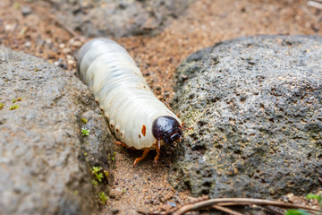 insect