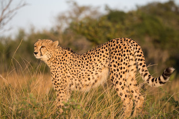 Cheetah stretching