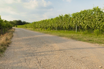 Fototapeta na wymiar View of the the famous valpolicella vineyards, Veneto, Italy