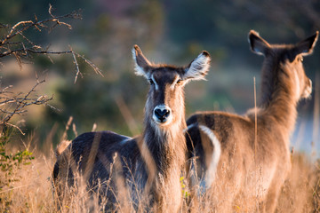 water buck 