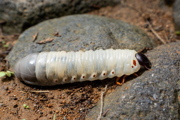 insect