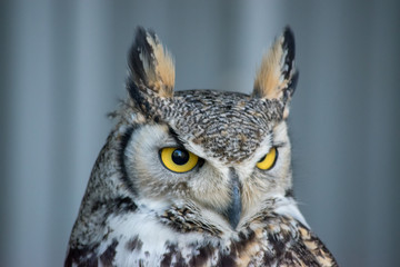 Great Horned Owl (Bubo virginianus), also known as the tiger owl is a large owl native to the Americas.