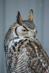 Great Horned Owl (Bubo virginianus), also known as the tiger owl is a large owl native to the...