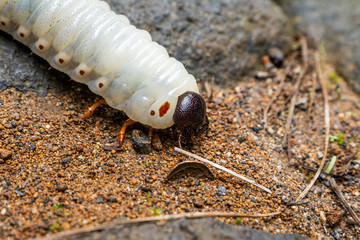 insect