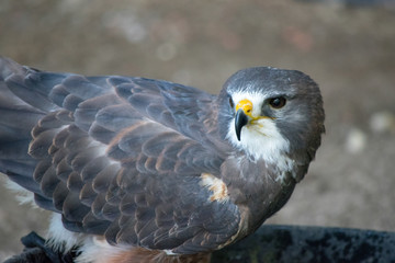 Swainson's Hawk (buteo swainsoni) is a large Buteo hawk of the Falconiformes found in the America. 