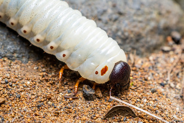 insect