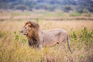 Male Lion