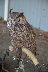 Sleeping Great Horned Owl (Bubo virginianus), also known as the tiger owl is a large owl native to...